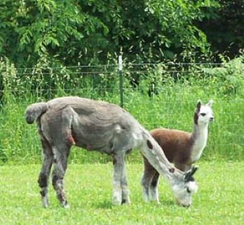 Alpaca For Sale - LSH Cindy Lu & Grey Female Cria at Little Slice of Heaven Alpacas